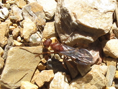 Iberoformica subrufa
