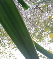 Yucca gloriosa tristis