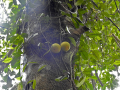 Ficus punctata