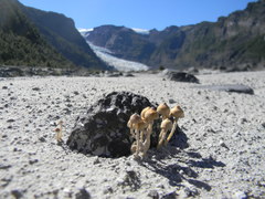 Psilocybe caeruleoannulata