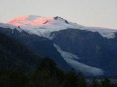 Psilocybe caeruleoannulata