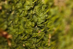 Notothyladaceae