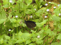Euploea tulliolus ledereri