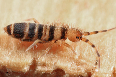 Orchesella hexfasciata