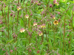 Geum × intermedium