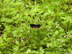 Euploea tulliolus ledereri