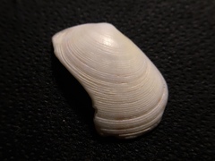 Semele casali
