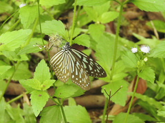 Ideopsis vulgaris macrina