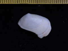 Semele casali