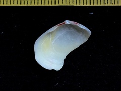 Semele casali