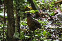 Odontophorus melanotis