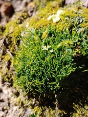 Notothyladaceae
