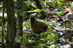 Odontophorus melanotis