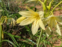Crinum flaccidum