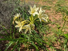 Crinum flaccidum