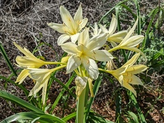 Crinum flaccidum
