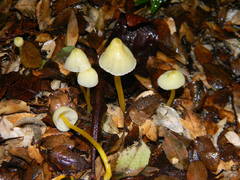 Mycena chusqueophila