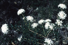 Pimelea ciliata