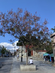 Leucaena diversifolia