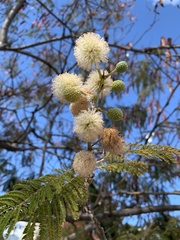 Leucaena diversifolia