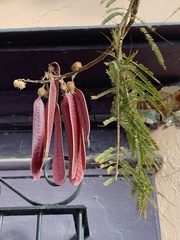 Leucaena diversifolia