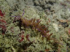 Pteraeolidia semperi