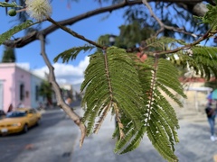 Leucaena diversifolia