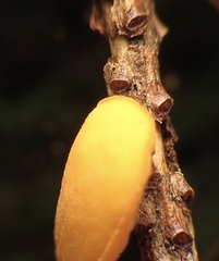 Pithya vulgaris