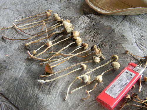 Liberty Cap