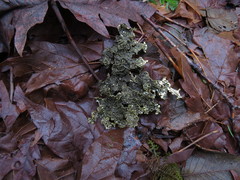 Pseudocyphellaria citrina