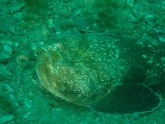 Genyagnus monopterygius