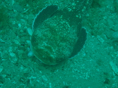 Genyagnus monopterygius