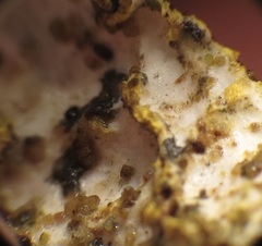 Pseudocyphellaria citrina