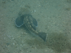 Genyagnus monopterygius