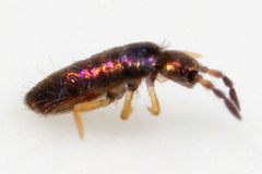 Lepidocyrtus cyaneus