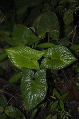 Chlorospatha