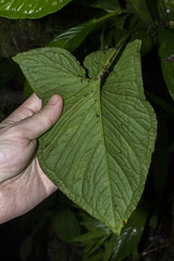 Chlorospatha
