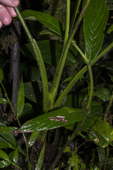 Chlorospatha