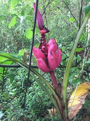 Musa velutina