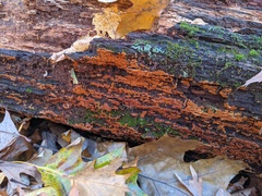 Botryobasidium aureum