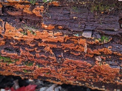 Botryobasidium aureum