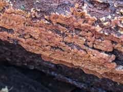 Botryobasidium aureum