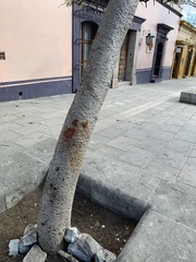 Leucaena diversifolia