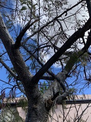 Leucaena diversifolia