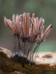 Stemonitis pallida