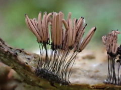 Stemonitis pallida