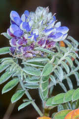 Dalea sericea