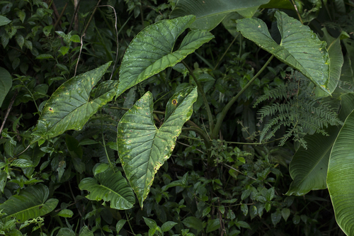 Xanthosoma acutilobum