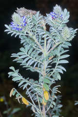 Dalea sericea