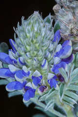 Dalea sericea